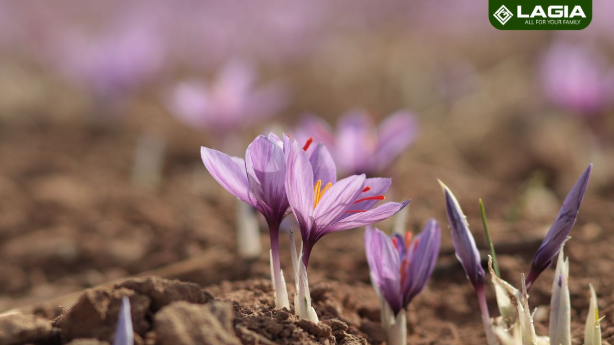 Hoa nghệ tây Saffron vàng đỏ